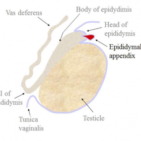 Schematic representation of an epididymal appendix.