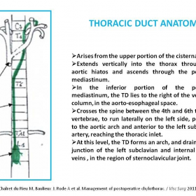 Thoracic duct anatomy