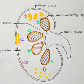Diagrammatic representation of cross section of kidney showing the cortex, medulla and the collecting system. Common form of 
