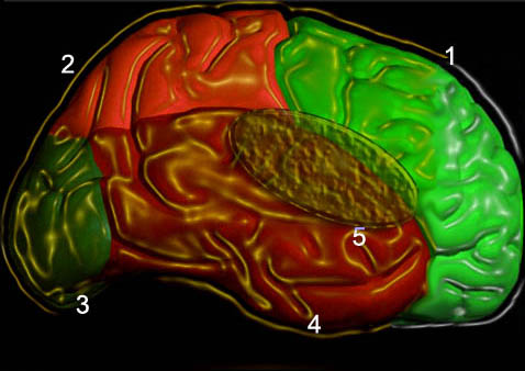The anatomy of the brain’s lobes with MRI | Eurorad